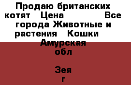 Продаю британских котят › Цена ­ 30 000 - Все города Животные и растения » Кошки   . Амурская обл.,Зея г.